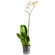 White Phalaenopsis orchid in a pot. Irkutsk